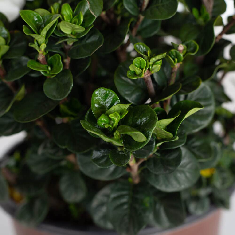 2 Gallon Fragrant White Flowers Evergreen Shrub J76259