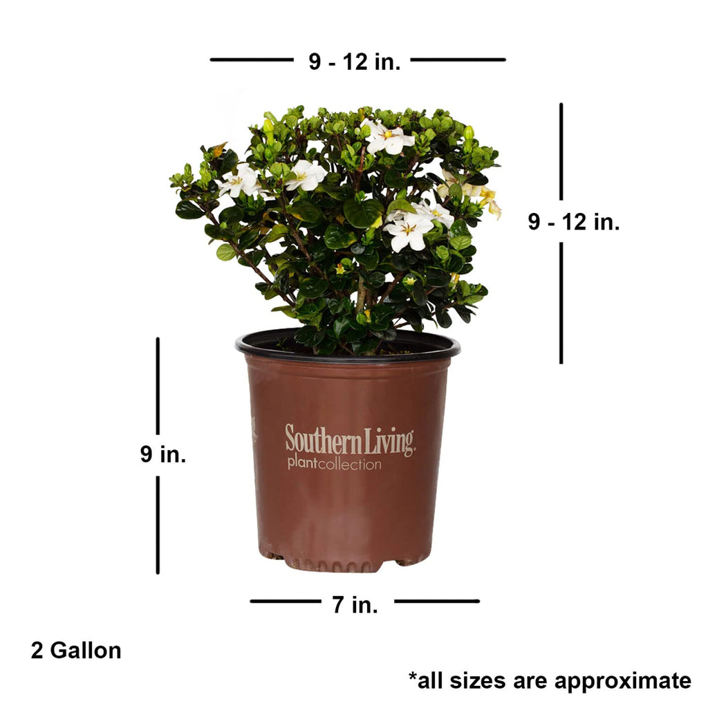 2 Gallon Fragrant White Flowers Evergreen Shrub J76259