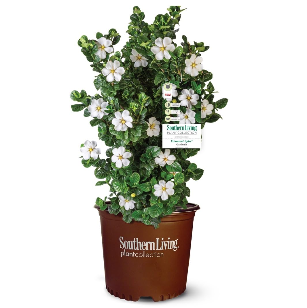 2 Gallon Fragrant White Flowers Evergreen Shrub J76259