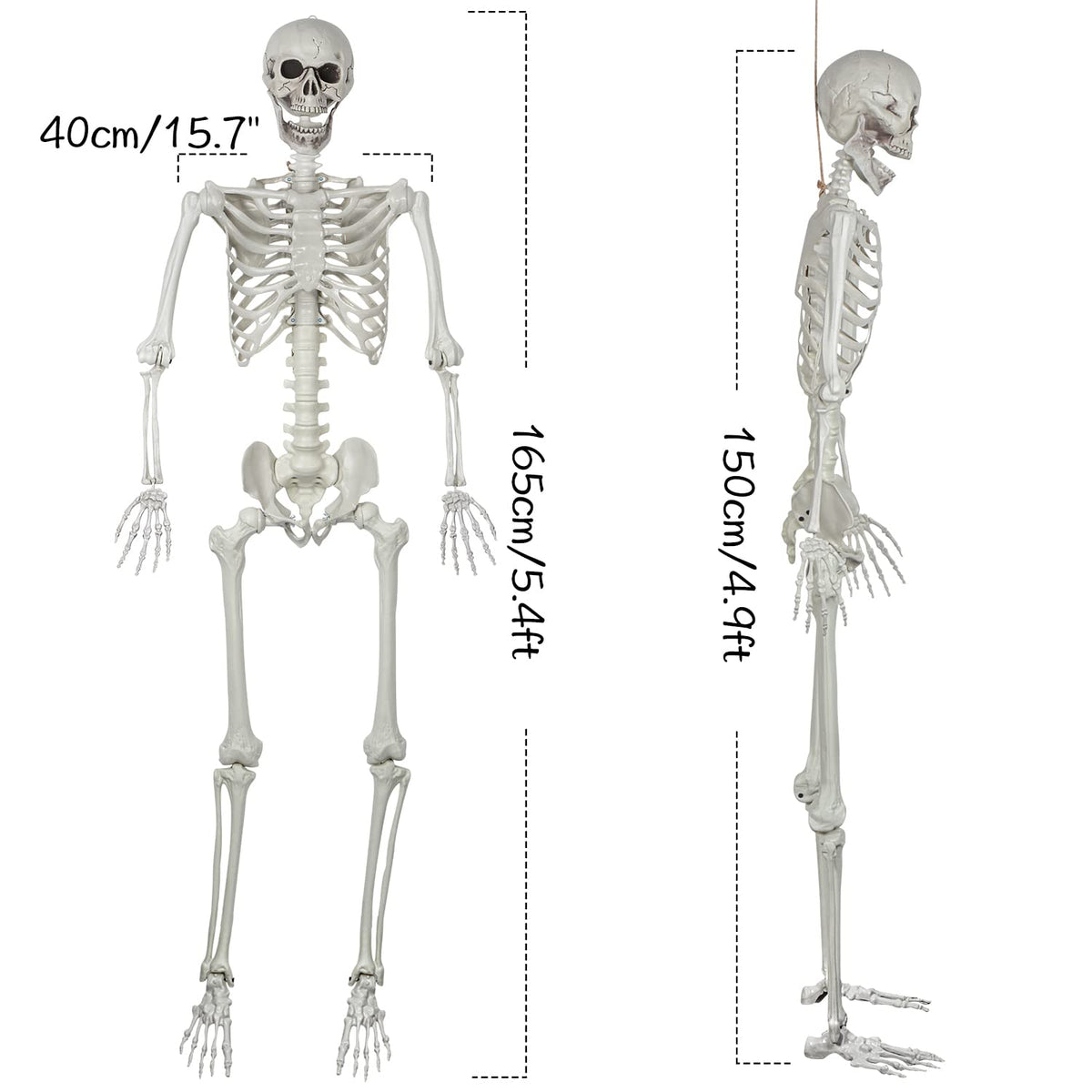 5.4ft Posable Life Size Skeleton Bones with Movable Joints L803