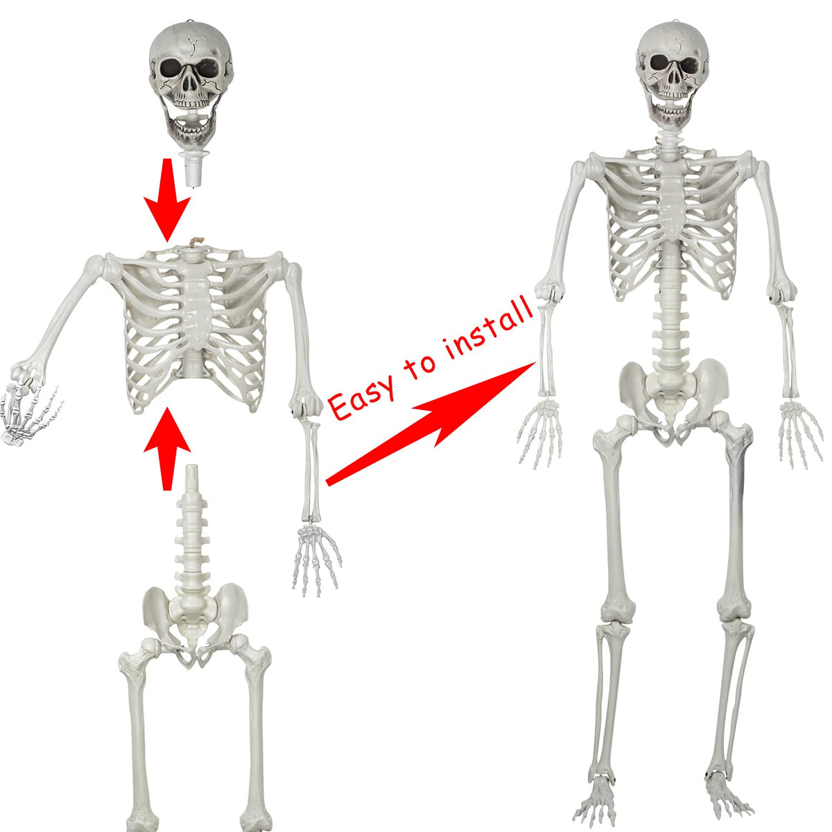 5.4ft Posable Life Size Skeleton Bones with Movable Joints L803