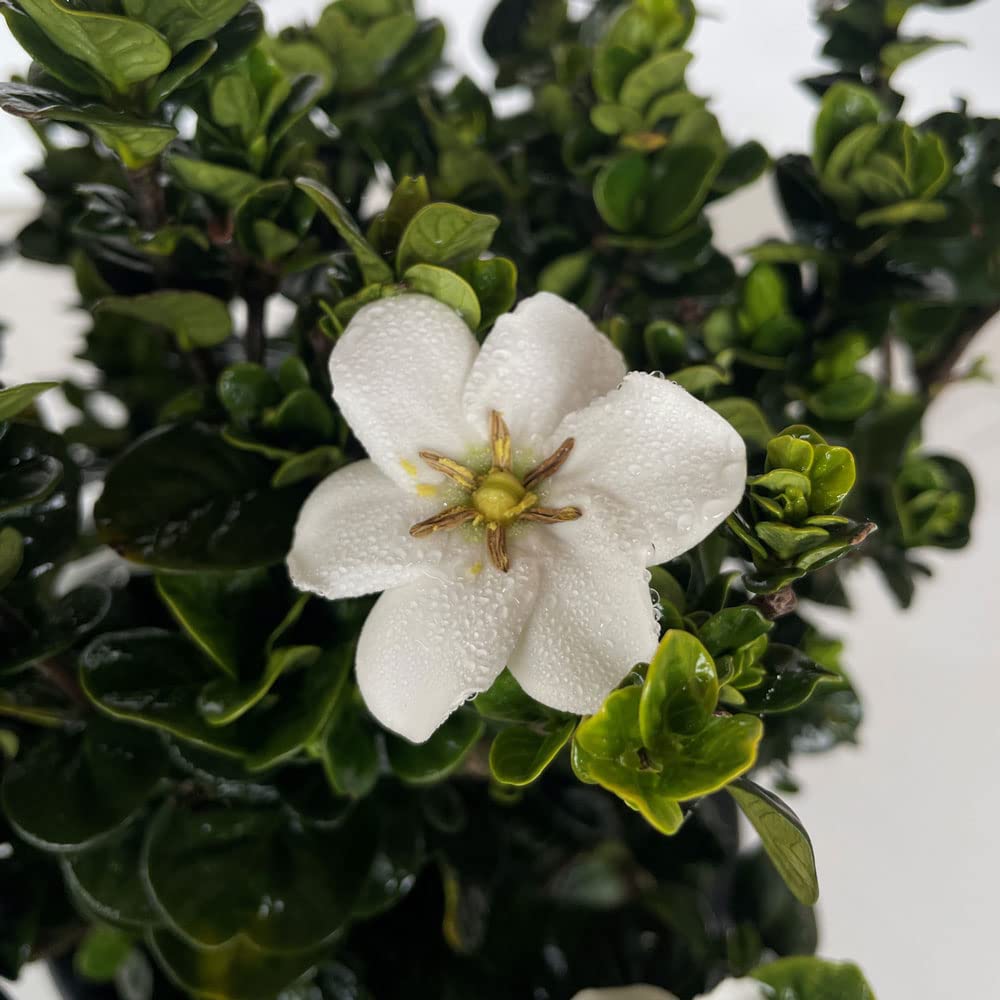 2 Gallon Fragrant White Flowers Evergreen Shrub J76259