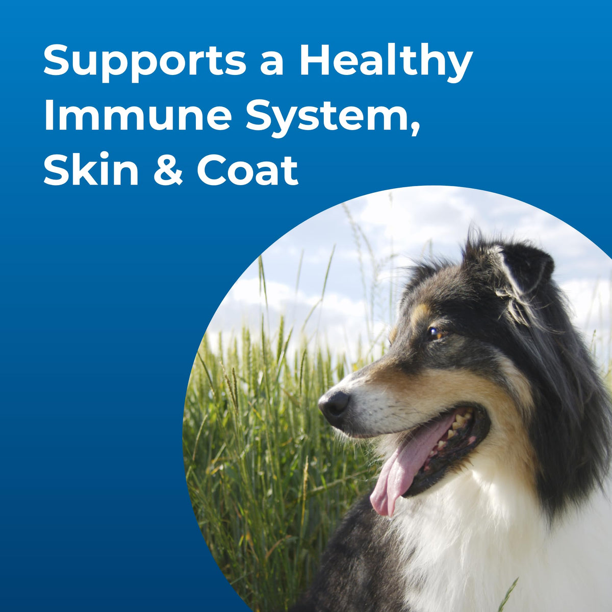 High Calorie Liquid Nutritional Supplement for Dogs & Puppies 16 oz J52554