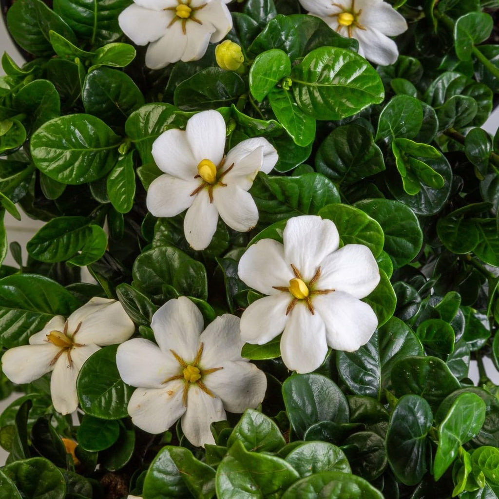 2 Gallon Fragrant White Flowers Evergreen Shrub J76259