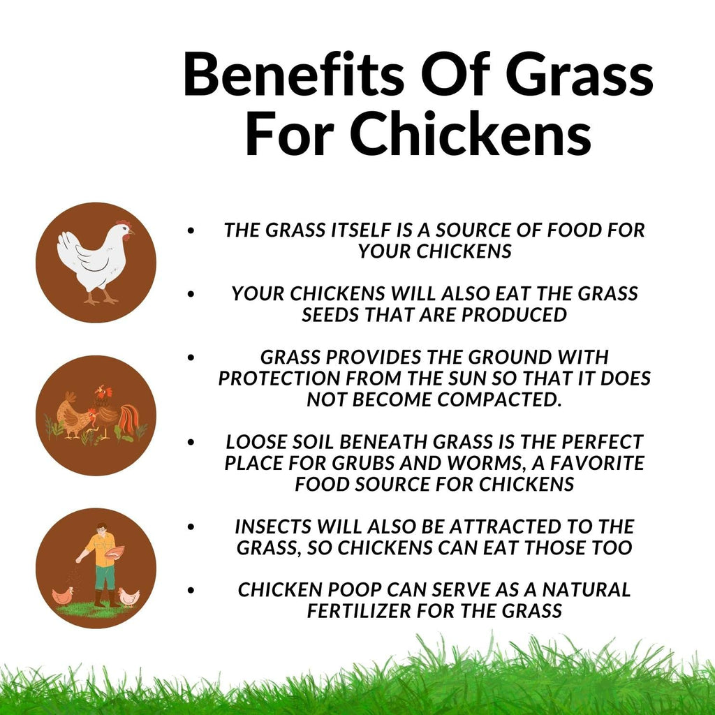 Chicken Grass Grow Kit 3 Pack Refill Kit H20848