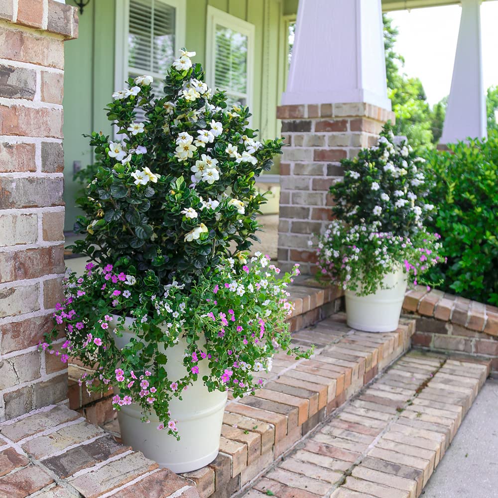 2 Gallon Fragrant White Flowers Evergreen Shrub J76259