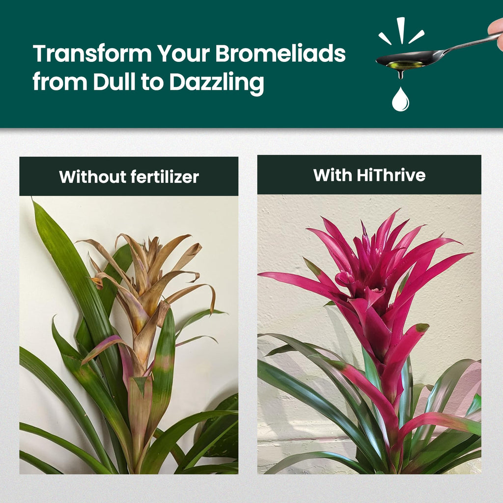 16oz Bromeliad Fertilizer W3854