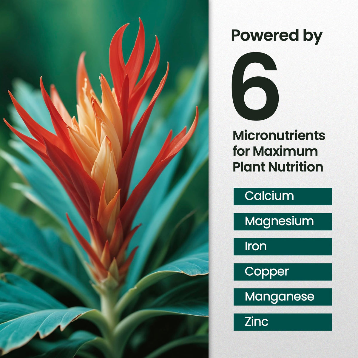 16oz Bromeliad Fertilizer W3854